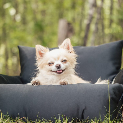 Reiseseng til hund og katt